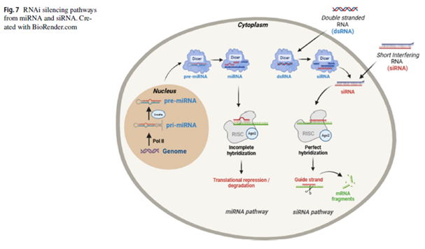 Figura 7: Vias de silenciamento de RNAi de miRNA e siRNA